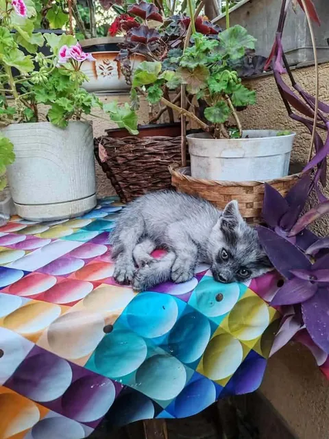 My little monkey grey cat vs now