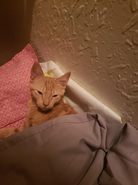 Orange Joe has crossed the rainbow bridge.