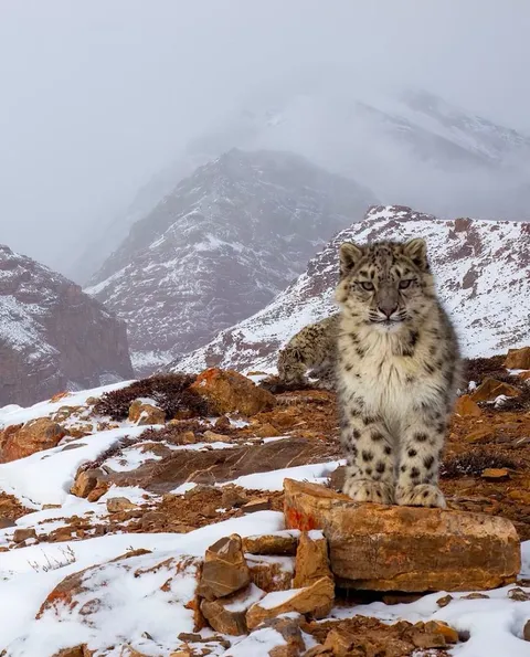 Snow leopard in Ladakh ,India