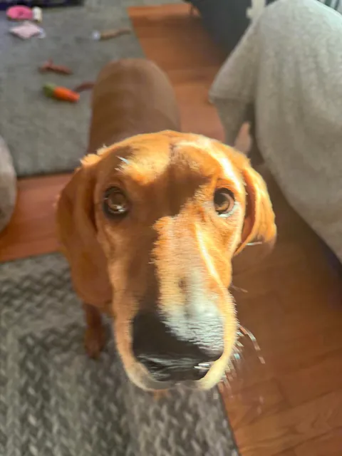 Boop the Bambi 👆🏻