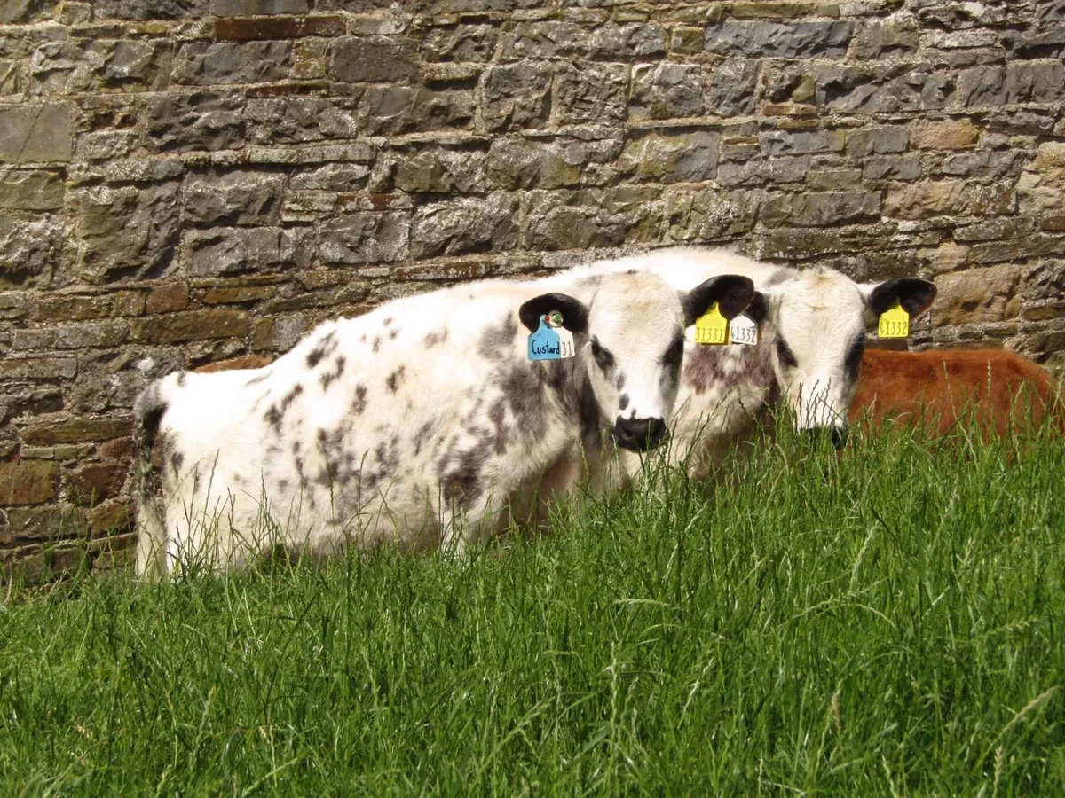 Here are a bunch of pictures of Custard and Cream hanging out with each other! These girls are always together.