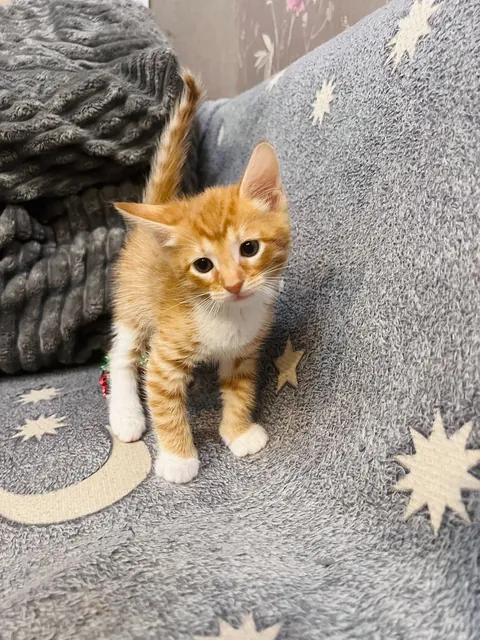 Why is he so beautiful