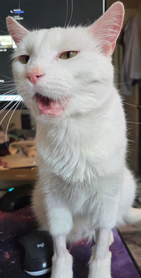 Goodbye my little man </3