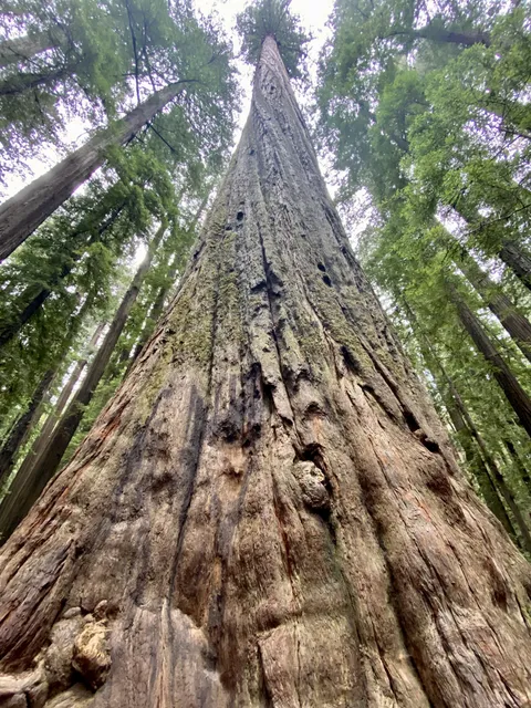 The way the bark on this redwood spirals towards the top