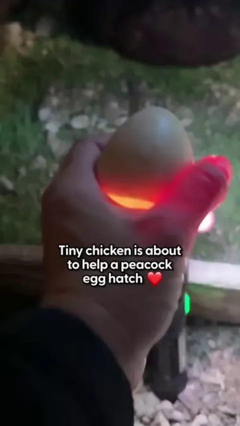 Tiny Chicken is helping a peacock egg hatch