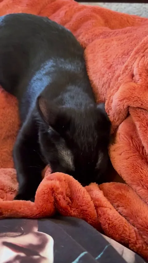 Sin biscuits? Or does he think I’m his mom