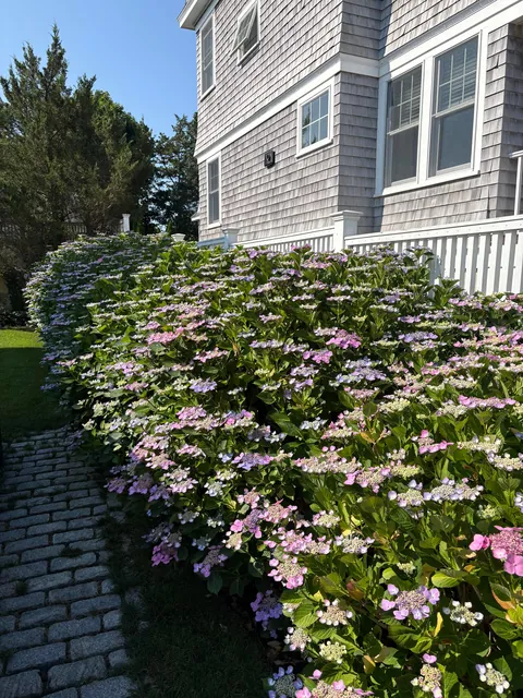 My mom’s hydrangea down the cape! Happy 4th to those who celebrate!