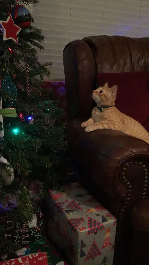 Ace's first Christmas tree