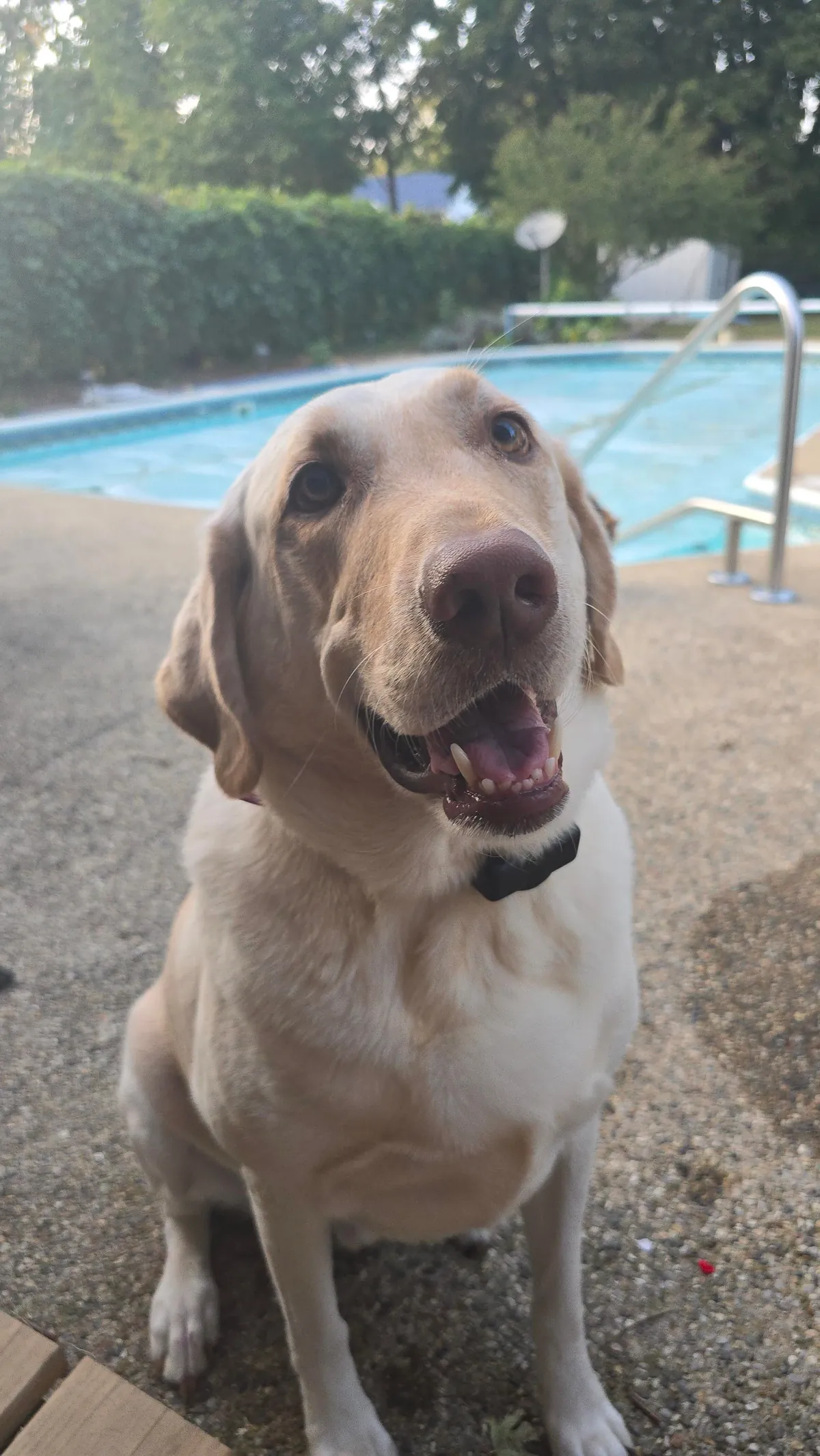 Monty boy is 5 years old. I'm trying to decide if he's still cute 😍