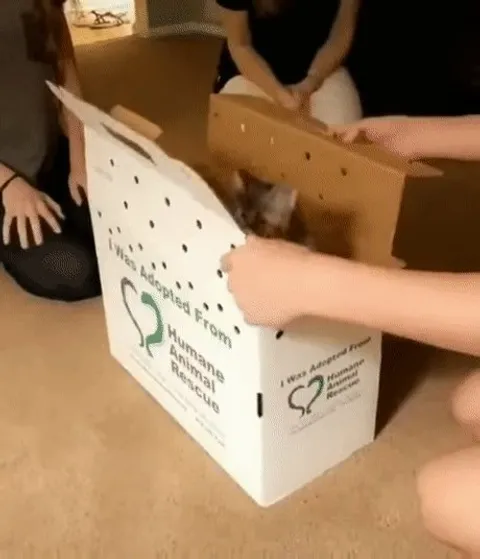 Is this a joke human?