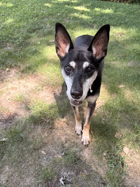 Said goodbye to my dear companion of 15 years.  I wanted the world to know she  existed. TWMA, Lana.