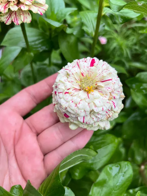 Some flowers I grew from seed this year 💐