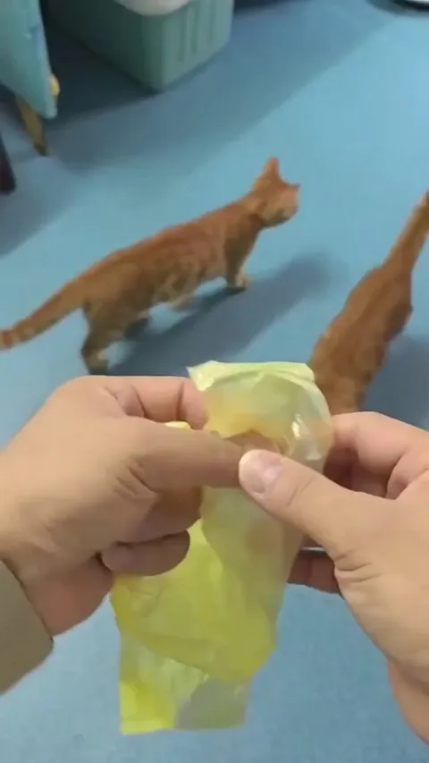 This is how you transport Orange Cats