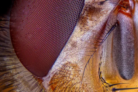 🔥 This super-detailed photo of a common housefly. Swipe for zoomed pictures.