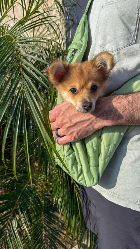 This is Fiona. Our newly rescued smol fox pom