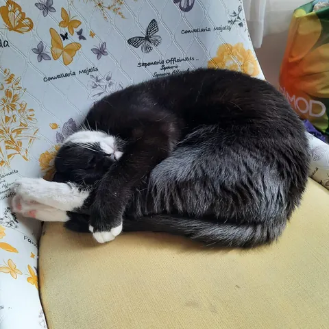 A photo from the first day my cat slept in my house