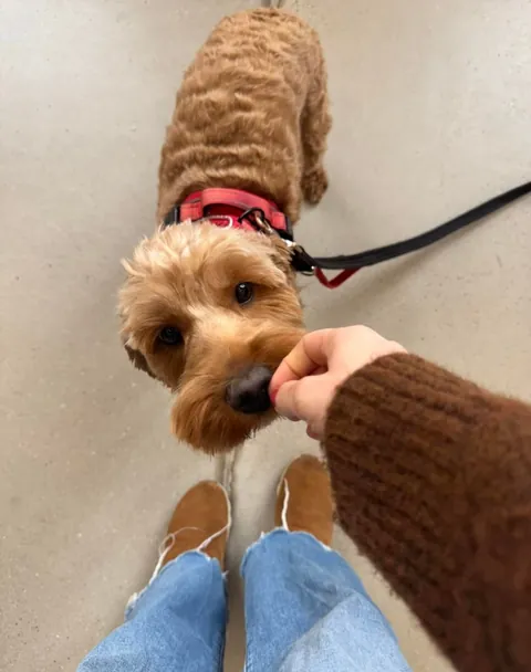 My office has an open dog policy