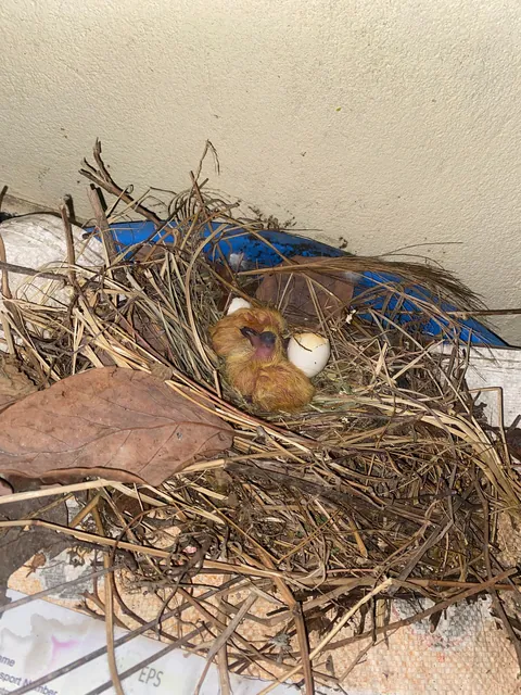 Pigeon built its nest at my balcony, laid eggs and there are two little babies.