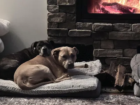 We rescued them separately. Then they rescued each other’s souls.