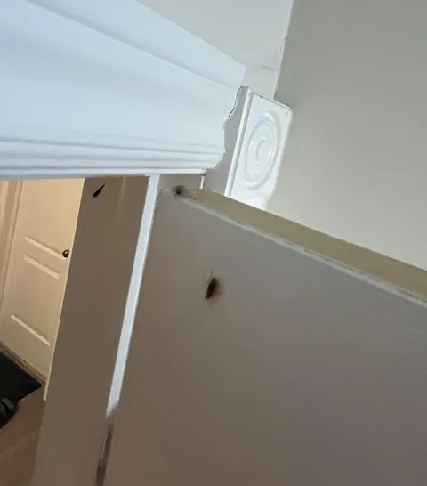 The downstairs tenants of my rental have given us a roach infestation