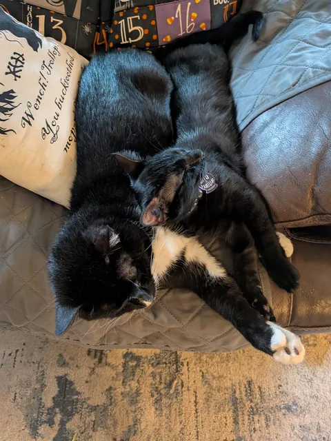 Our older cat is very antisocial, we got a kitten recently. Things have... changed.