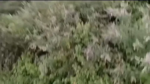 🔥 A Tigress charges out of the dense undergrowth and attacks an Elephant.