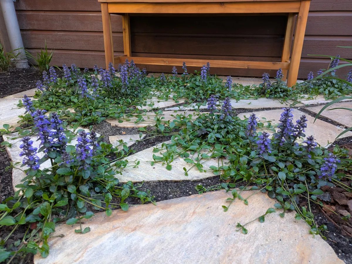 The first season of my flower garden