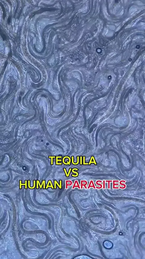 Tequila vs Human Parasites