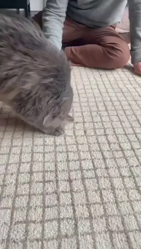 My cat does somersaults