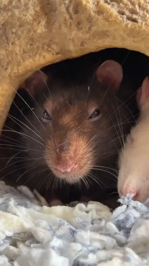 Guys my rat is broken, why is he glitching?