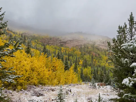Golden Aspens in Lost Creek Wilderness, CO [OC] [4864x3648]