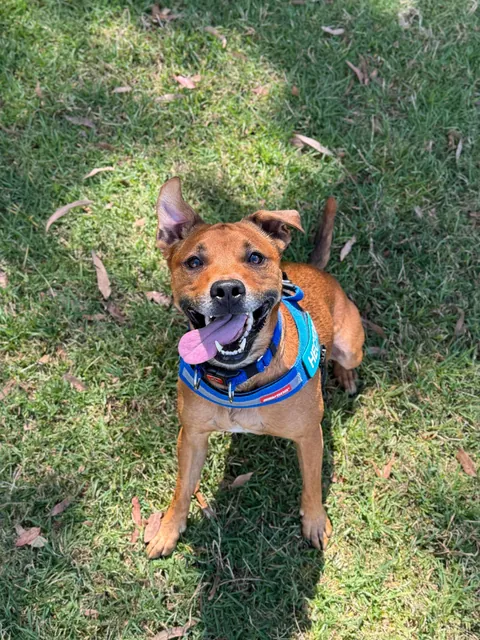 Hope Hector starts your weekend with a smile. And don’t forget to hug your fur babies