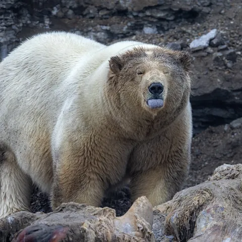 🔥 A massive polar bear that was found eating a whale carcass, Norway.
