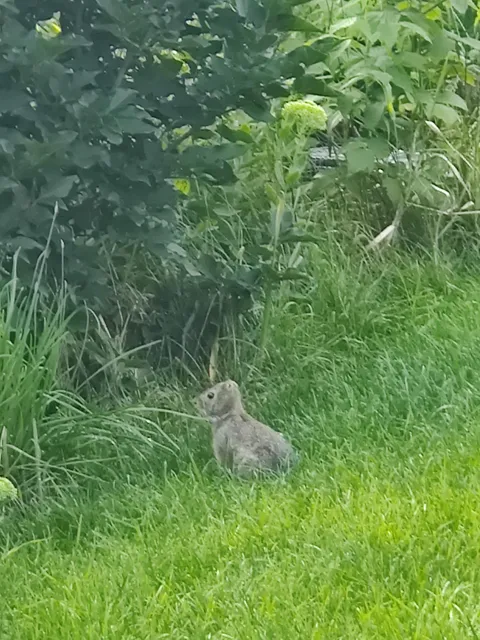 This bunny in my yard doesn't have bunny ears