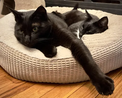 My cats don’t fart.