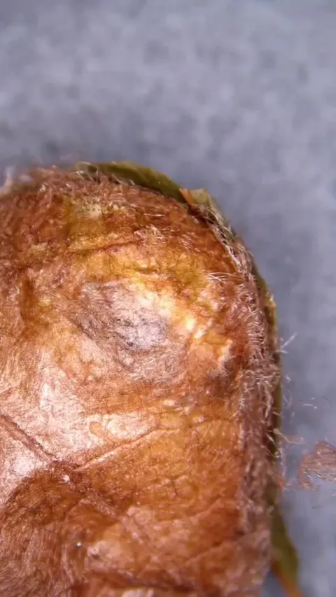 A luna moth emerging from its cocoon