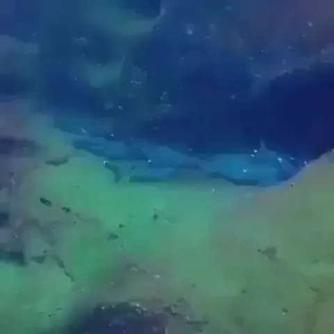 Guy films resting sharks, when suddenly...