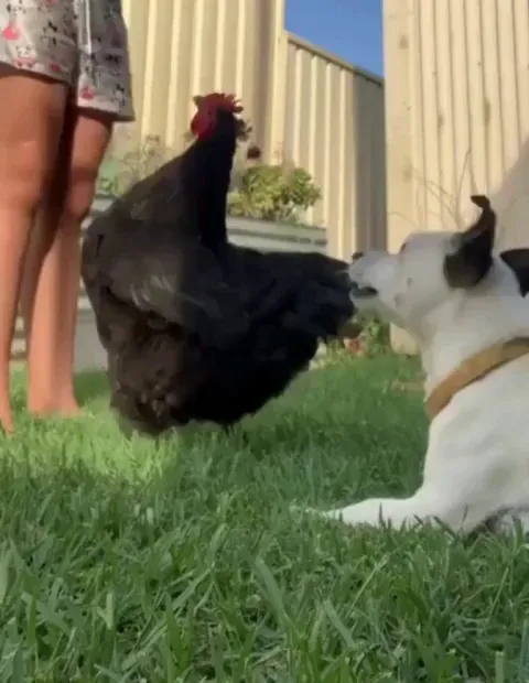 The chicken insists that she be included in all training sessions