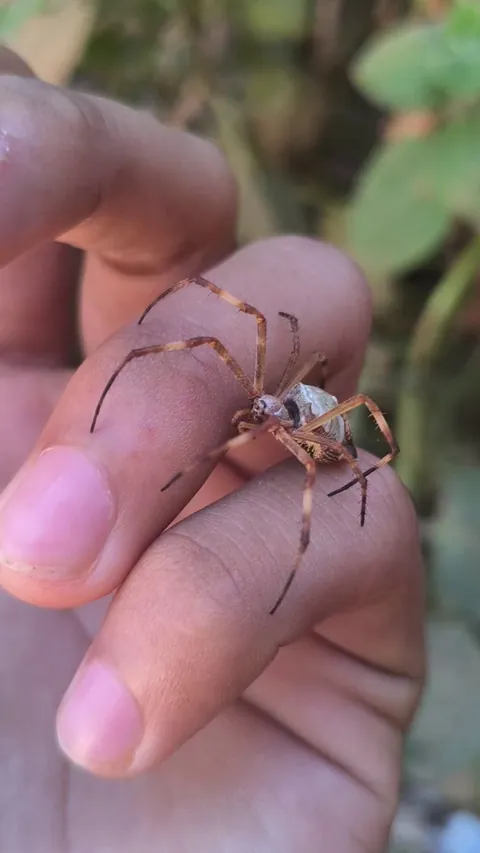 Shy Argiope argentata