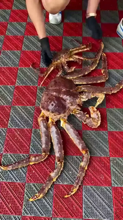 If you land a king crab this big, you might want to keep it as a specimen (by @seethe)