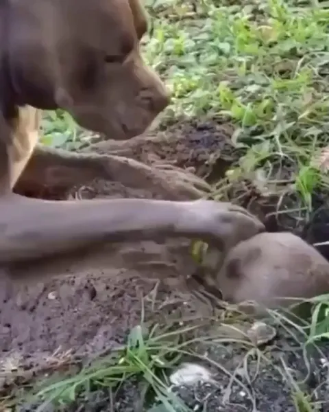 Listen here, you big monsta