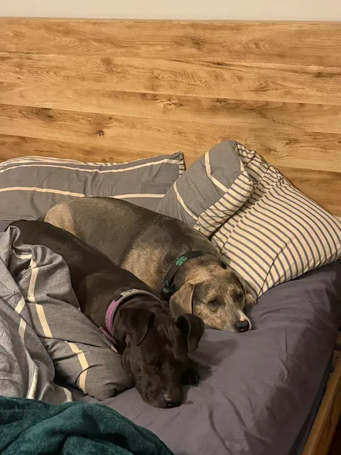 One last Waffles update here!🩷