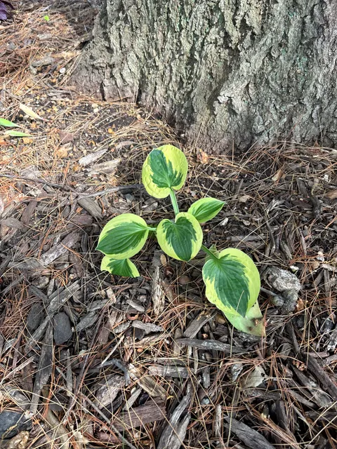 Why do everyone’s hostas come back thick and lush and mine look like this?