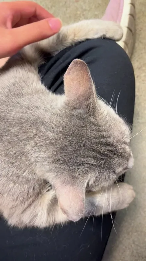 Cat shelter kitty refused to let me go