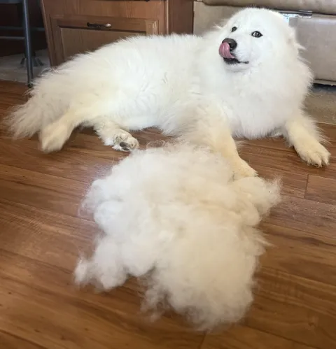 Satan is trying to replicate herself.  (Just brushed out last week too)