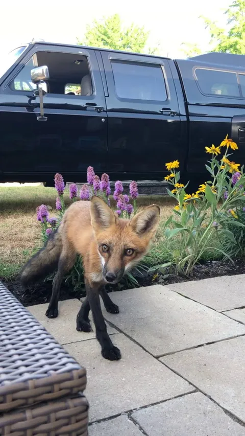 Last summer Todd lived in my garden. I hope he comes back this summer!