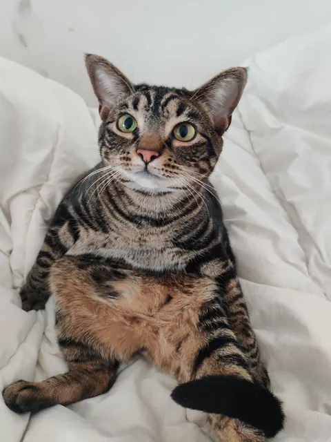 I'm convinced my cat is just a lil dude in a cat costume