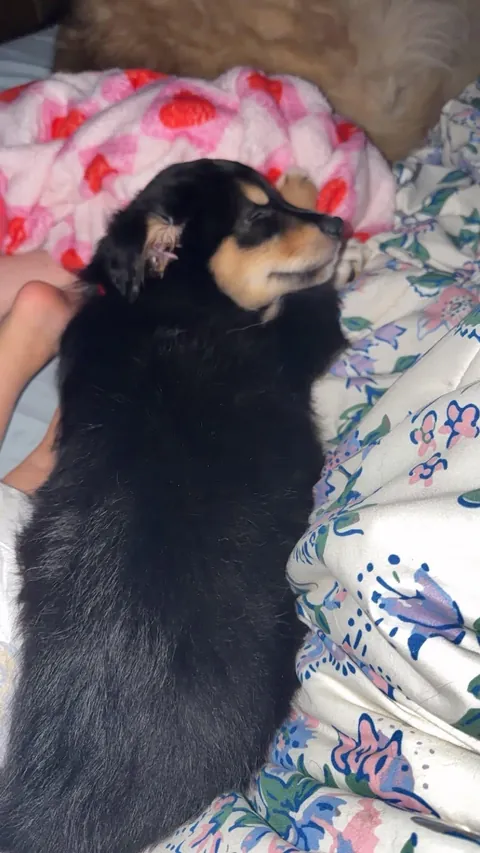 Scouts first night with us..I’d say she’s happy 😭💜