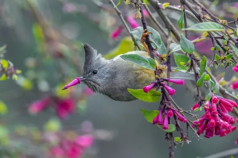 🔥 14 unseen images from the 2025 Comedy Wildlife Awards
