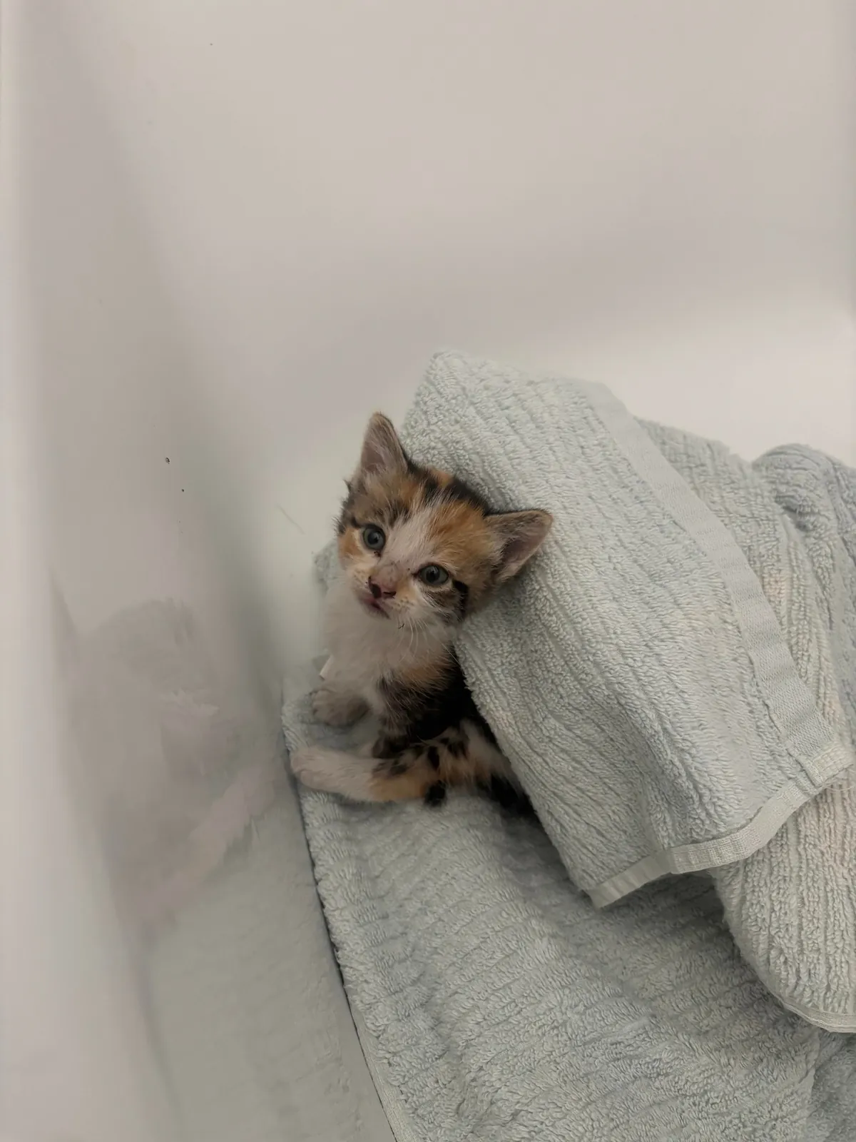 Help me find this lost Kitty a home!